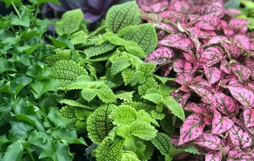 Plants at Usher Farms