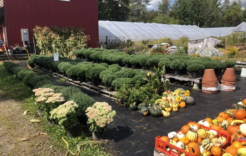 Exterior Plants - Autumn