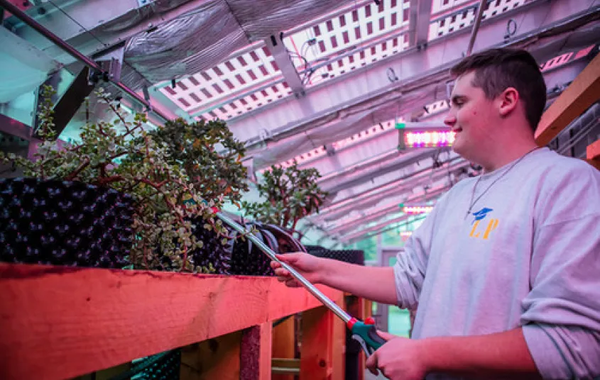 Students tend to plants in the greenhouse.