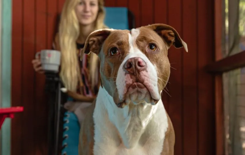 Motel Long Lake & Cottages