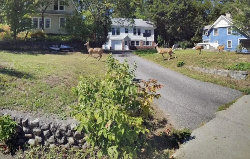 View of the front of a house with a long paved driveway and a herd of deer running through.