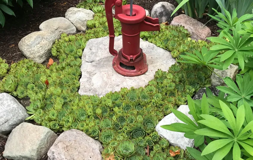 Hens and chicks