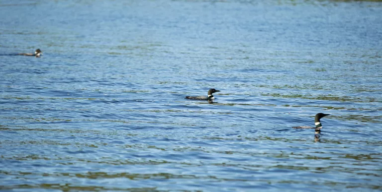 Some of the loons on Tupper Lake.