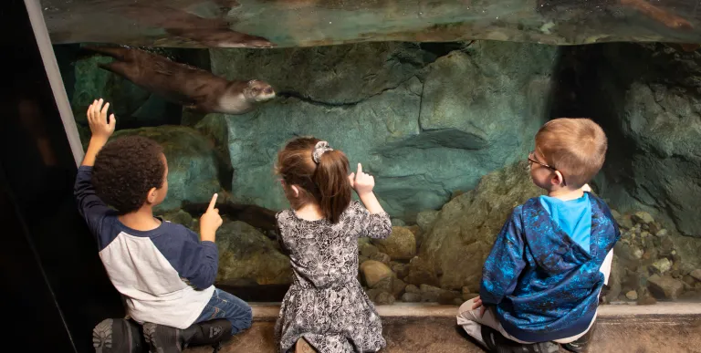 Three young museum attendees observe one of The Wild Center's river otters swimming through his enclosure