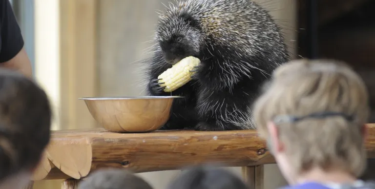The Wild Center's porcupine perched on a split log eats corn on the cob
