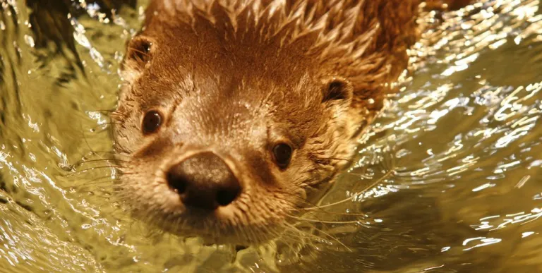 A man who uses a wheelchair stops along The Wild Walk to read a plaque