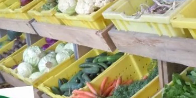 Buckets and shelves of veggies in the cooler