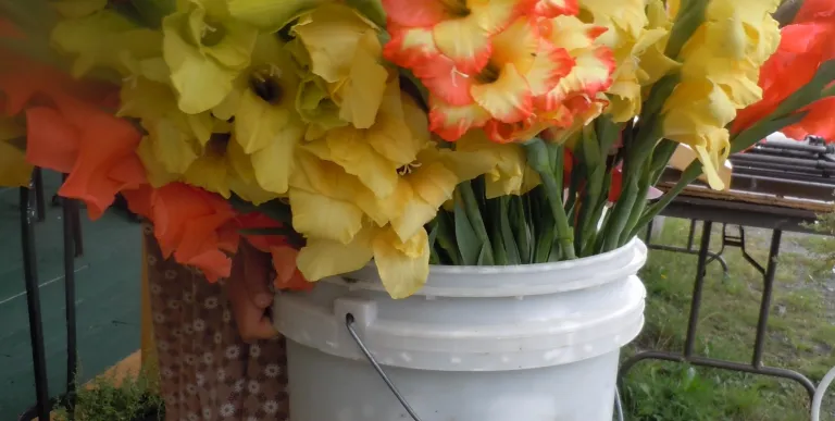 A bucket full of sunset colored flowers