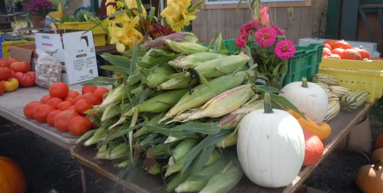 A whole pile of corn on the cob still in their husks.