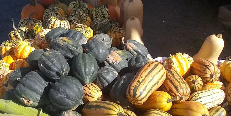 A heaping pile of various squashes