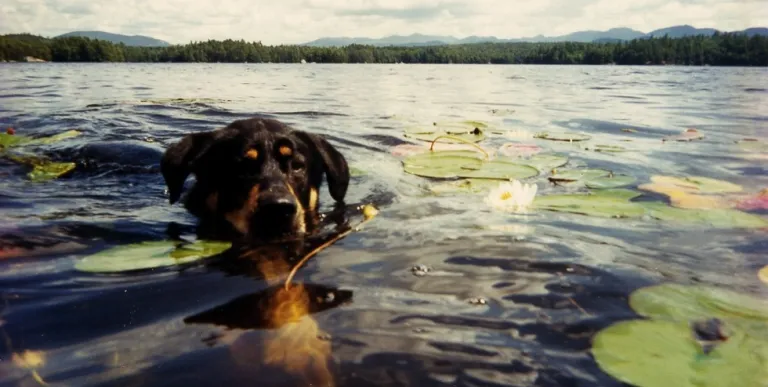 A dog swimming among the lily pads