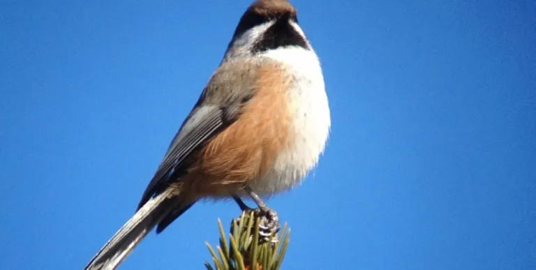 The variety of habitats support many songbirds.