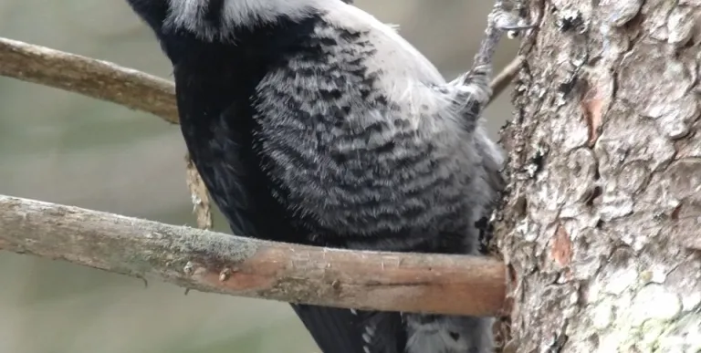 Woodpeckers love Massawepie Mire.