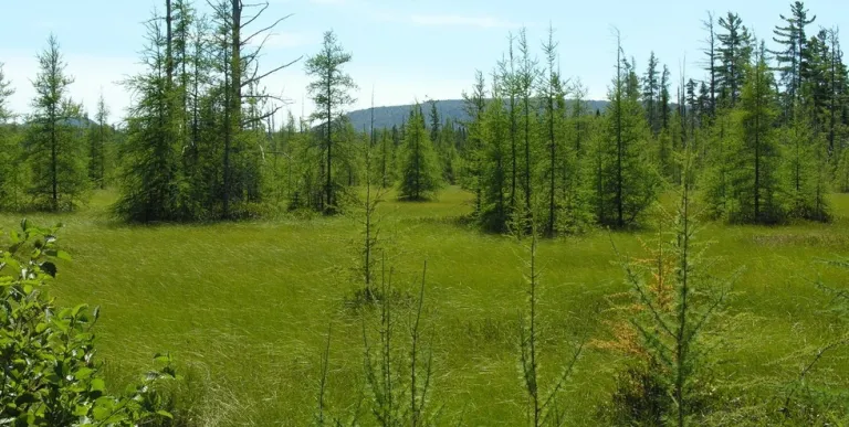 Large meadows with distant mountains.