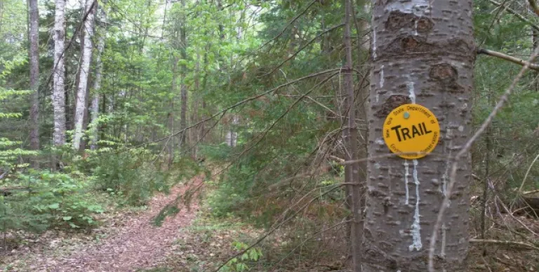 A yellow trail marker on a tree.