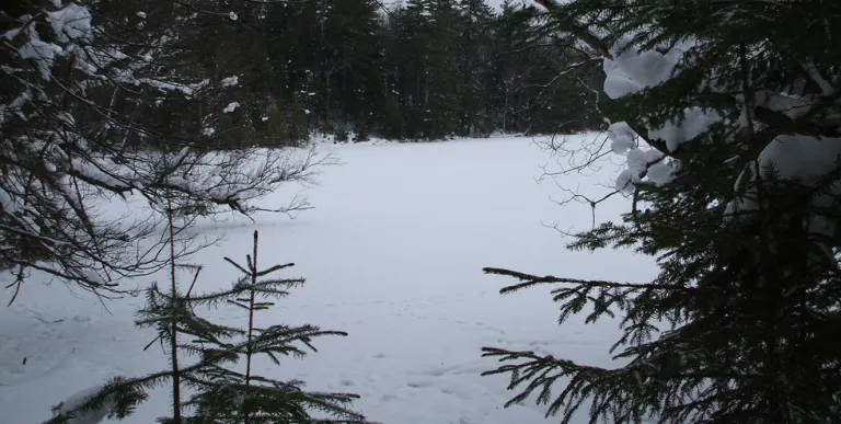 A view of a pond along the Otter Hollow trail loop.