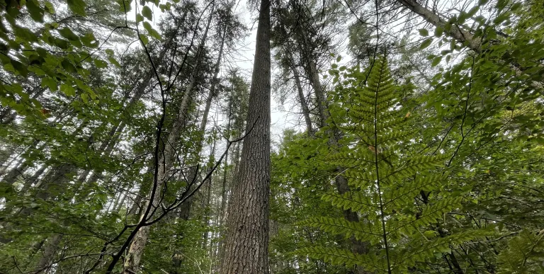 Looking up at tall trees