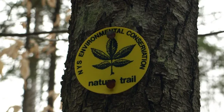 Look for the trail markers to stay on the Fernow Trail.