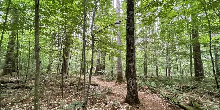 A stand of tall trees.