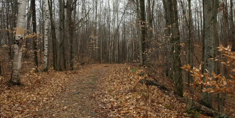 This is a good trail for running
