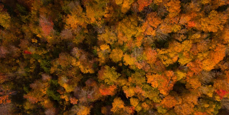 This aerial view of the William C. Whitney Wilderness is stunning.