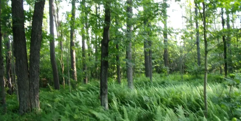 This trail can be a hike of any length