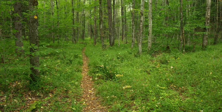 Cranberry 50 trail