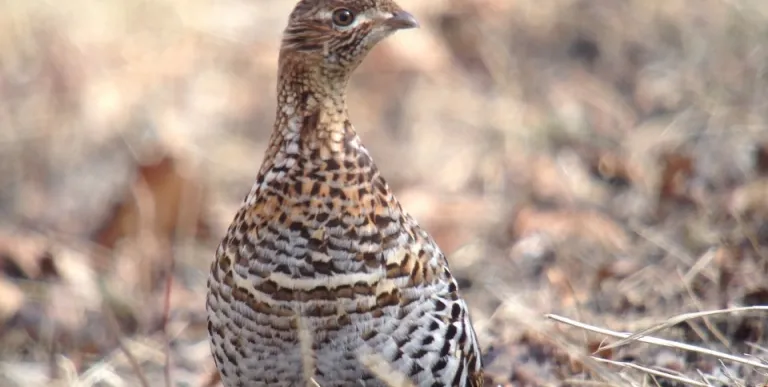 The river environment attracts ground and songbirds.
