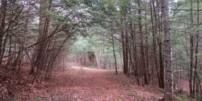 This is a wide trail which also allows horses.