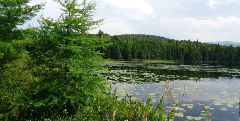The view of a lily-pad covered pond