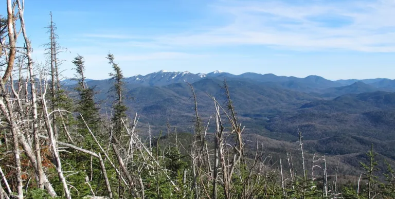Trees tell of tough weather at the summit.