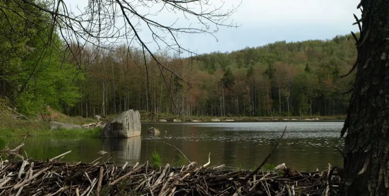 See beaver dams on the High Falls Loop multi-day trek.