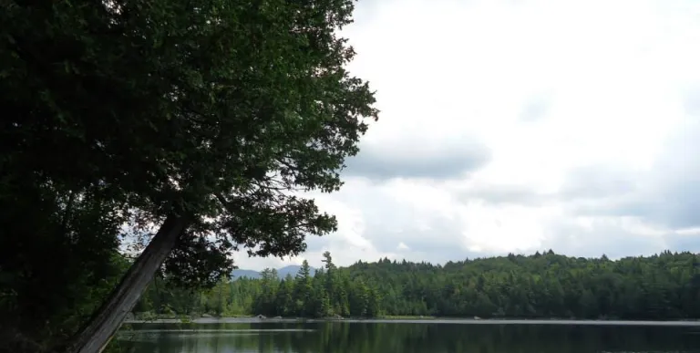 A cedar tree overhanging the pond