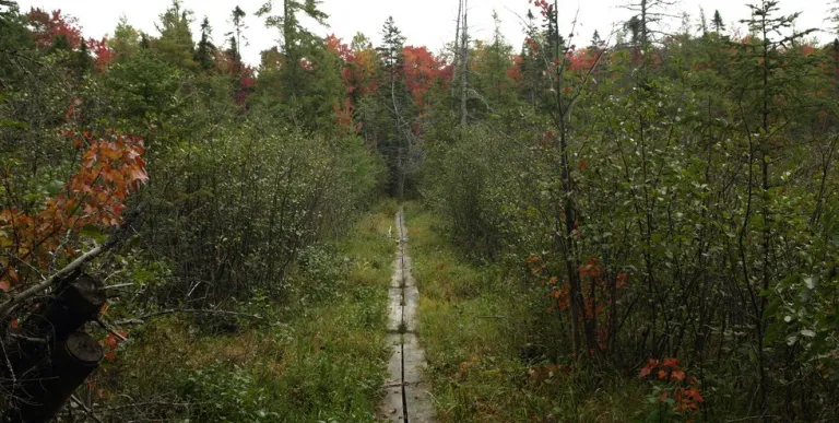 A narrow boardwalk through moss.