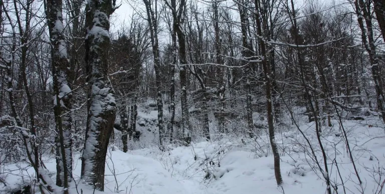The winter trail to Bear Mountain.