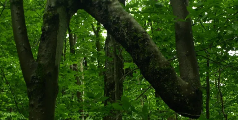 An interesting windy tree
