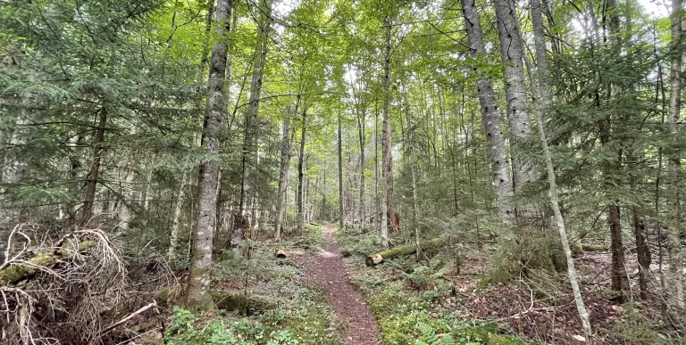A singletrack trail through trees