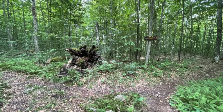 The intersection of a hiking trail