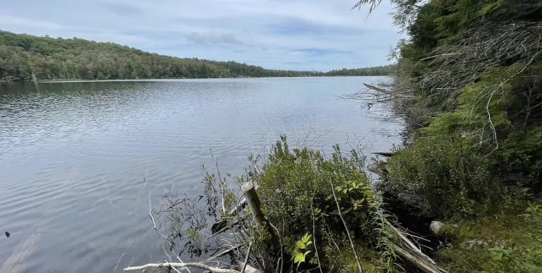 A view of a large pond surrounded by trees