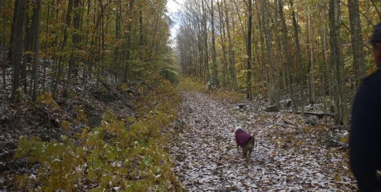 The Sucker Brook Road trail