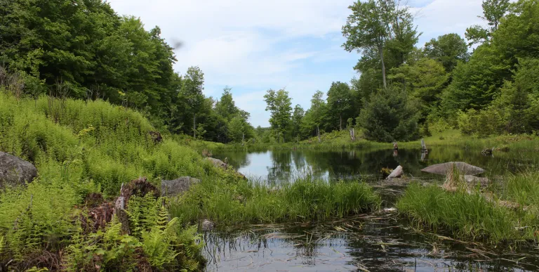 A shallow pond surrounded by trees