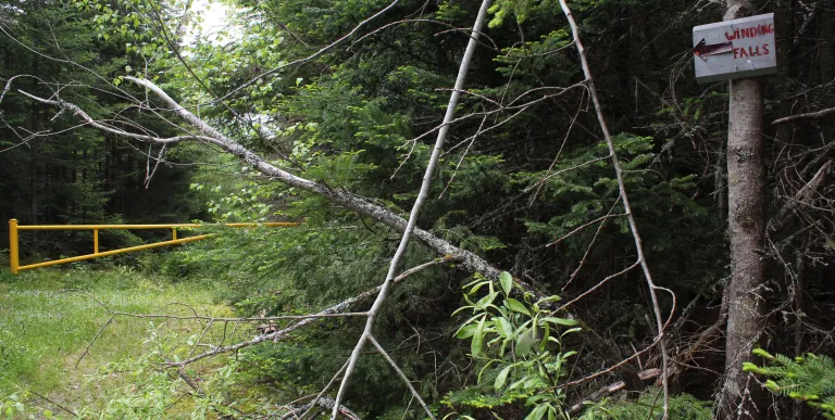 The sign for Winding Falls amongst trees