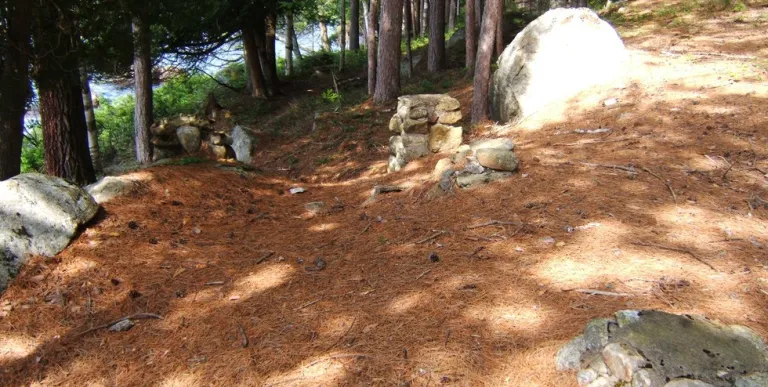  two-plank boardwalk runs through a patch of ferns in the forest