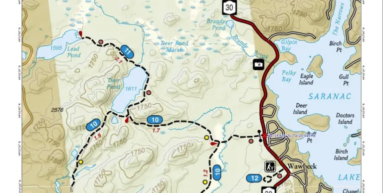 Pine-covered lookout by a pond.