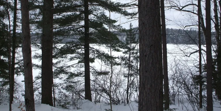 Fish Pond Truck Trail offers wonderful scenery and easy terrain in the winter.