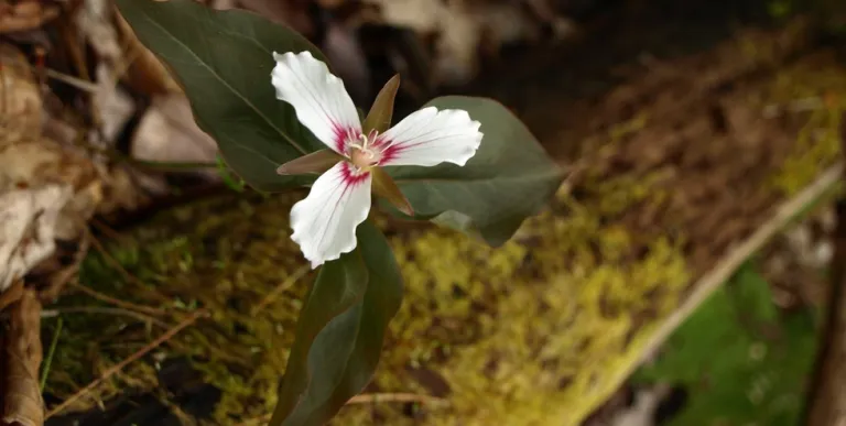 Jamestown Falls is a good place to look for the iconic Adirondack flower