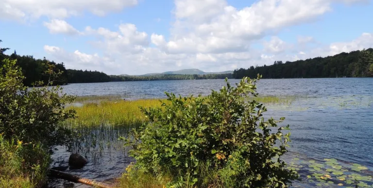 Wetlands and vegetation for good fishing