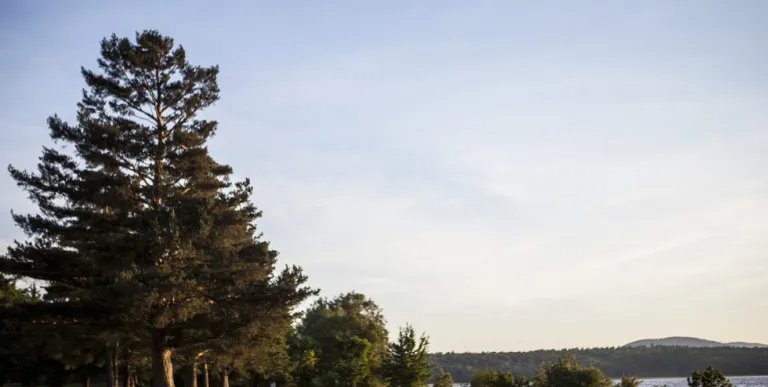 Sunset at a park with large pine trees