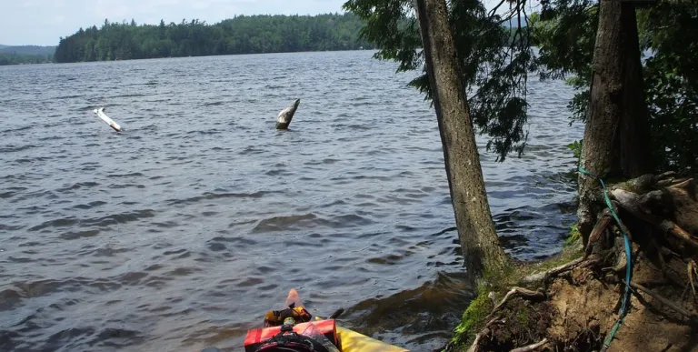 A kayak on the bank