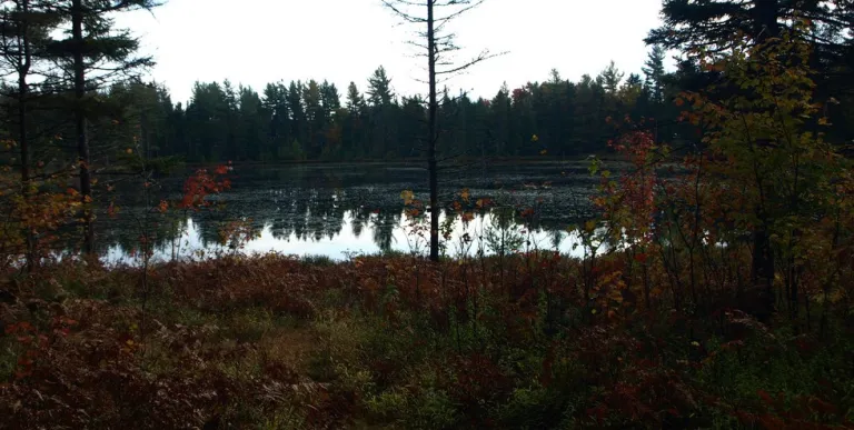 A pond in dim lighting.
